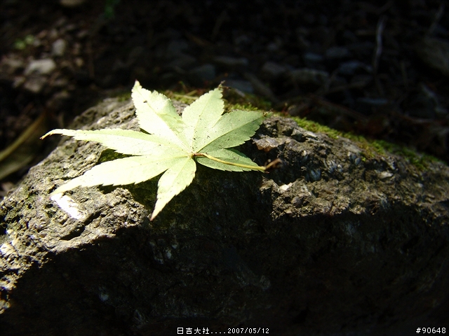 [京都]青綠之日吉大社