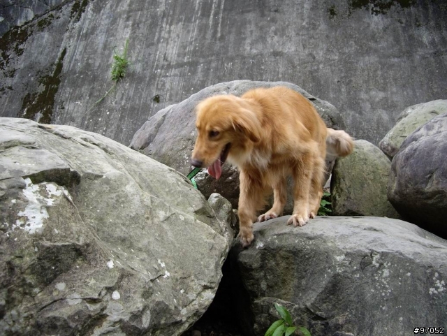 撿到黃金獵犬要怎麼辦