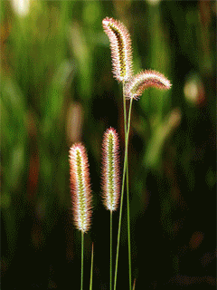  "綠色主題" For S40 (240x320)