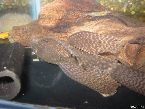 [水族] 鬍子異形飼養、繁殖分享
