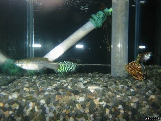 [水族] 孔雀魚養成不負責經驗分享！