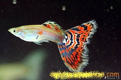 [水族] 孔雀魚養成不負責經驗分享！