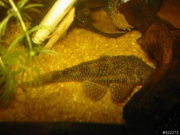 [水族] 鬍子異形飼養、繁殖分享