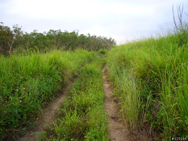 20070701 大肚山OR隨意走 - 東向陵線