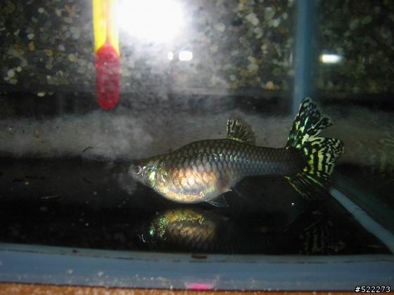 [水族] 孔雀魚養成不負責經驗分享！