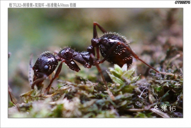 LX2玩家配件全攻略----玩家藏品