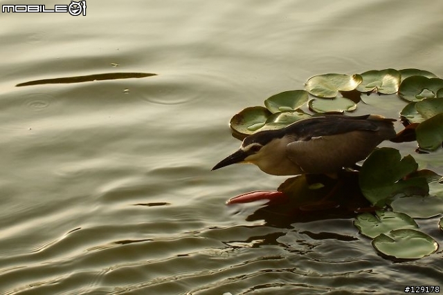 大家一起來波DC的"鳥照片"吧