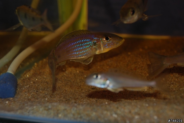 新手分享魚缸照，請各位多指教