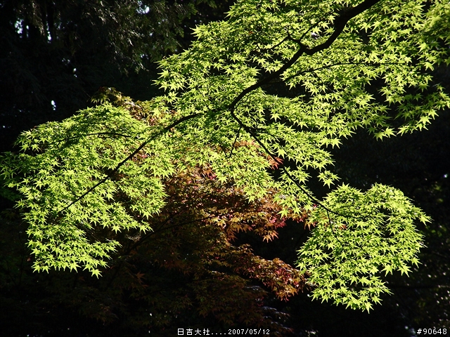 [京都]青綠之日吉大社