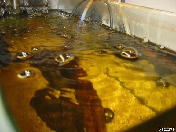 [水族] 鬍子異形飼養、繁殖分享