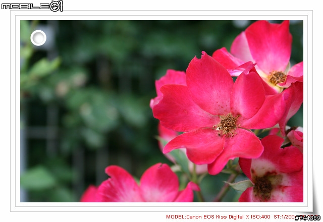 Canon Kiss Digital X (400D) 新手新拍