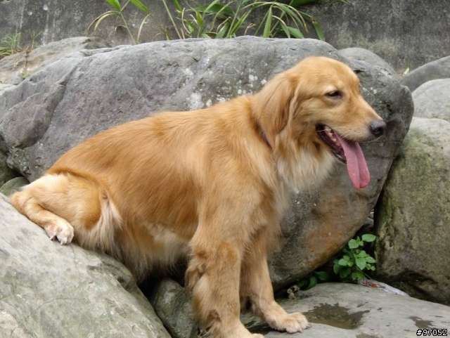 撿到黃金獵犬要怎麼辦