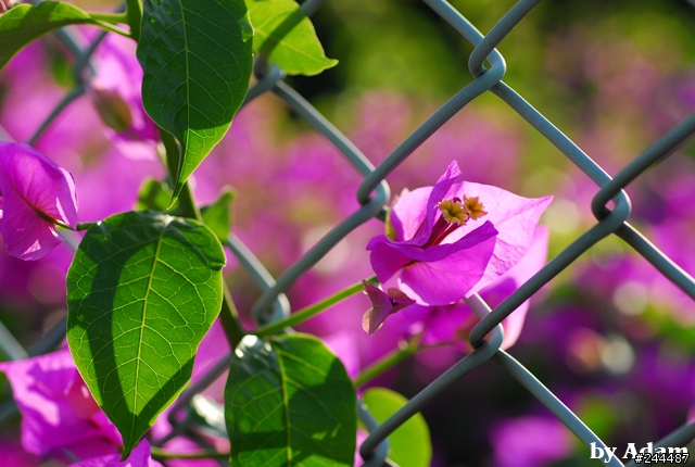 [開箱分享]Nikon Ai AF Micro Nikkor 60mm F2.8D