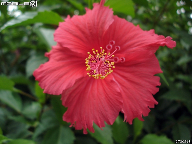 [風景分享] W1畫質挺好的-風景圖  各位評分