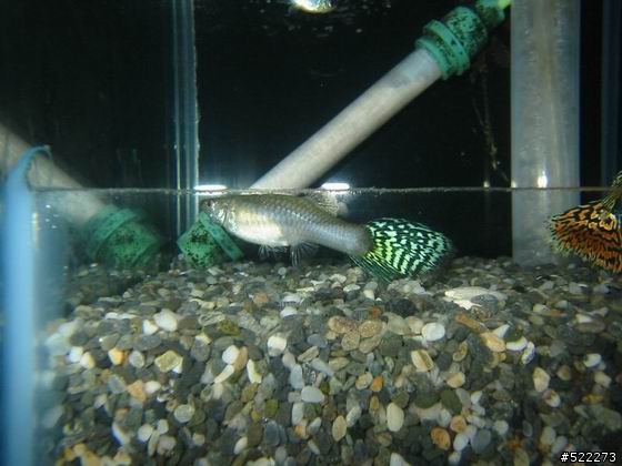 [水族] 孔雀魚養成不負責經驗分享！