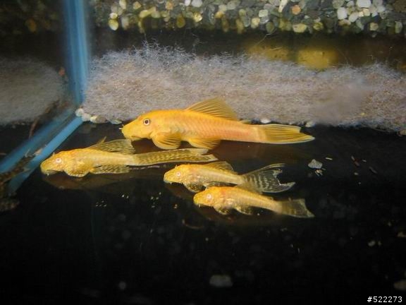 [水族] 鬍子異形飼養、繁殖分享