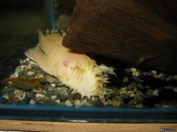 [水族] 鬍子異形飼養、繁殖分享