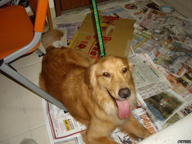 撿到黃金獵犬要怎麼辦
