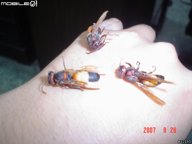 虎頭蜂..火攻後的結果...(第一頁新增捕獲的蛇和捕蛇夾)