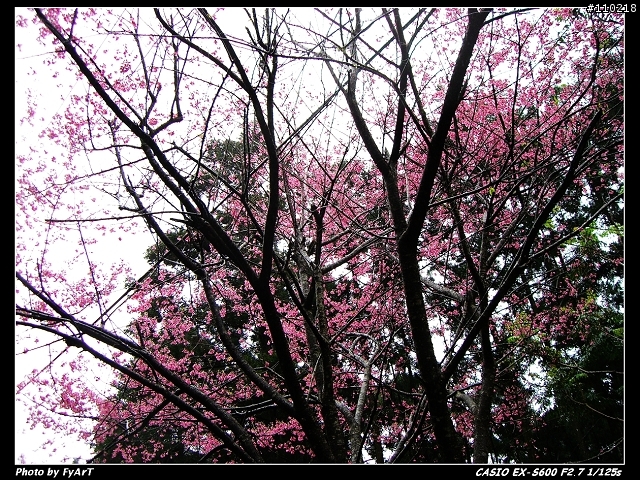 Casio EX-S600 @ 烏來賞櫻