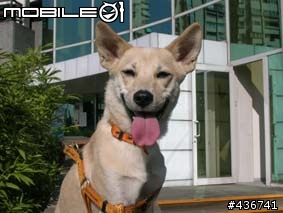 我家的寶貝米克斯--柴犬跟拉不拉多的組合
