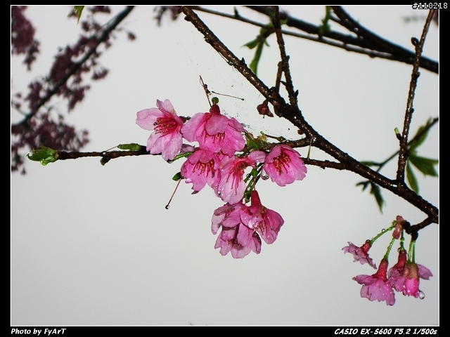 Casio EX-S600 @ 烏來賞櫻