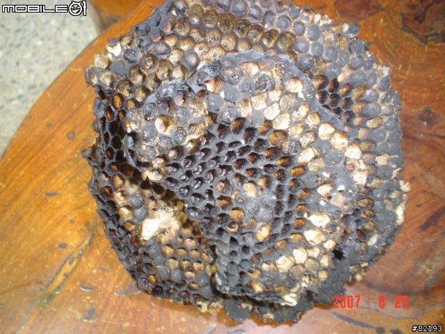 虎頭蜂..火攻後的結果...(第一頁新增捕獲的蛇和捕蛇夾)