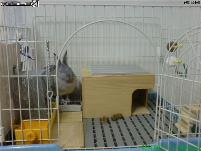 [兔兔] 咕嘰公主