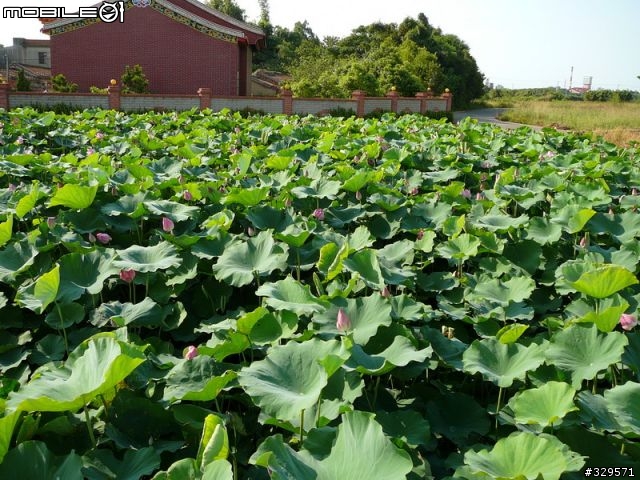 Panasonic LUMIX DMC-TZ1 物美價廉相機 蓮花園試拍 tz1
