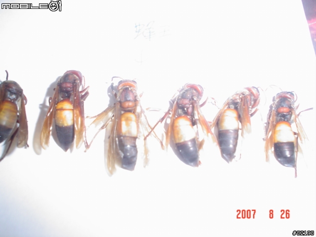 虎頭蜂..火攻後的結果...(第一頁新增捕獲的蛇和捕蛇夾)