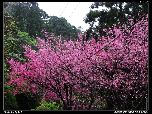 Casio EX-S600 @ 烏來賞櫻