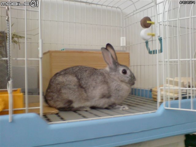 [兔兔] 咕嘰公主