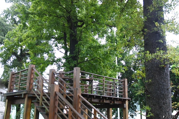 埔里：蜈蚣社區楓香公園