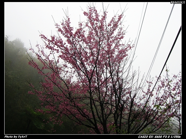 Casio EX-S600 @ 烏來賞櫻