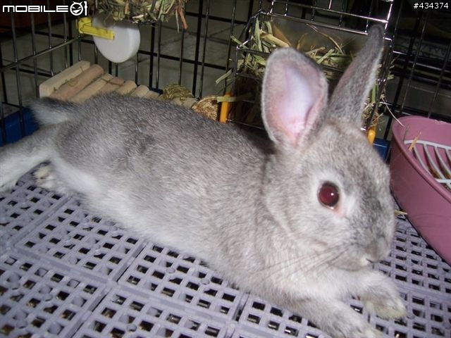 [兔兔] 咕嘰公主