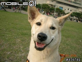 我家的寶貝米克斯--柴犬跟拉不拉多的組合