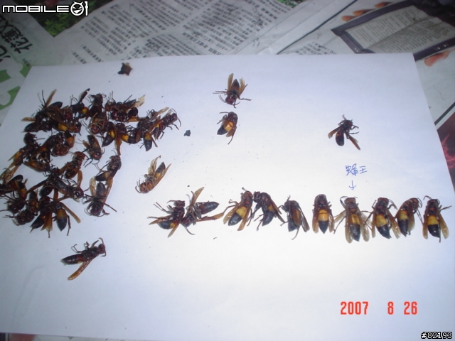 虎頭蜂..火攻後的結果...(第一頁新增捕獲的蛇和捕蛇夾)