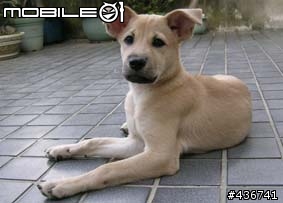我家的寶貝米克斯--柴犬跟拉不拉多的組合