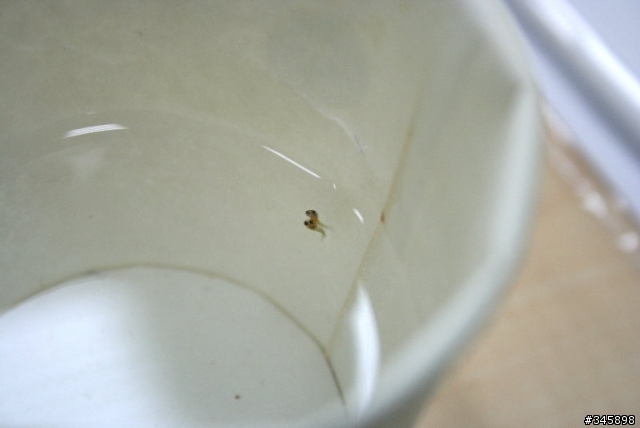 [囧...]我的孔雀魚生出"連體嬰"寶寶....