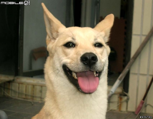 我家的寶貝米克斯--柴犬跟拉不拉多的組合