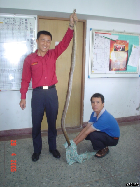 虎頭蜂..火攻後的結果...(第一頁新增捕獲的蛇和捕蛇夾)