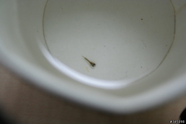 [囧...]我的孔雀魚生出"連體嬰"寶寶....