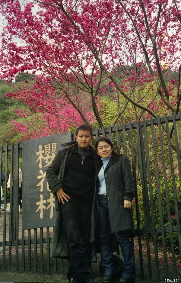 詢問陽明山櫻花林之景點如何前往?