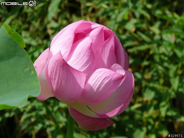 Panasonic LUMIX DMC-TZ1 物美價廉相機 蓮花園試拍 tz1