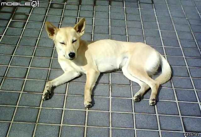 我家的寶貝米克斯--柴犬跟拉不拉多的組合