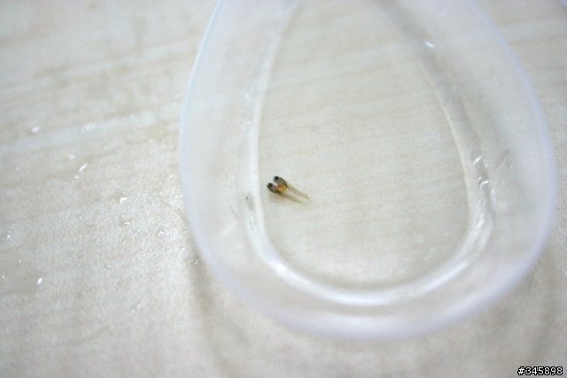 [囧...]我的孔雀魚生出"連體嬰"寶寶....