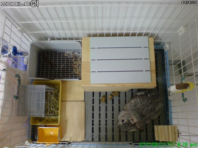 [兔兔] 咕嘰公主