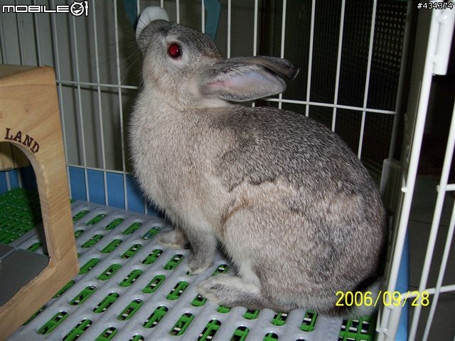 [兔兔] 咕嘰公主