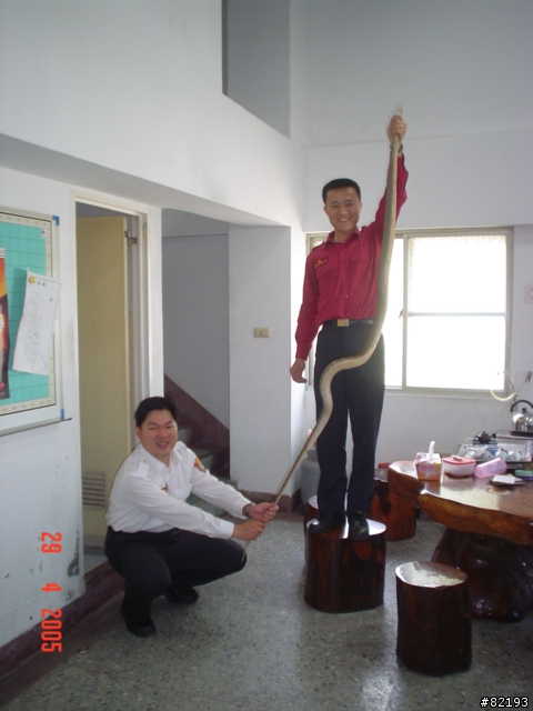 虎頭蜂..火攻後的結果...(第一頁新增捕獲的蛇和捕蛇夾)