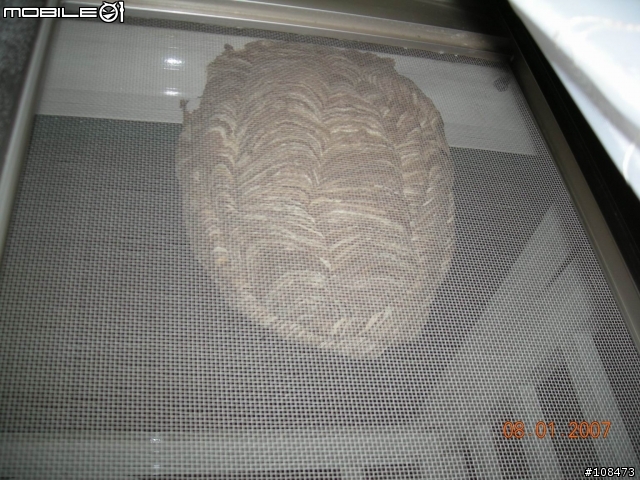 家中有蜂窩...有人遇過嗎？    (已請竹東赤子捕捉完畢)